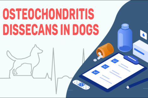 Osteochondritis Dissecans In Dogs