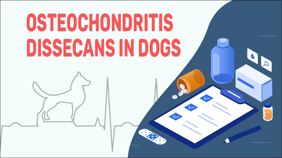 Osteochondritis Dissecans In Dogs