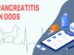 Pancreatitis In Dogs