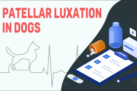 Patellar Luxation In Dogs