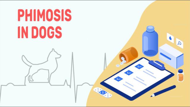 phimosis-in-dogs-petmoo