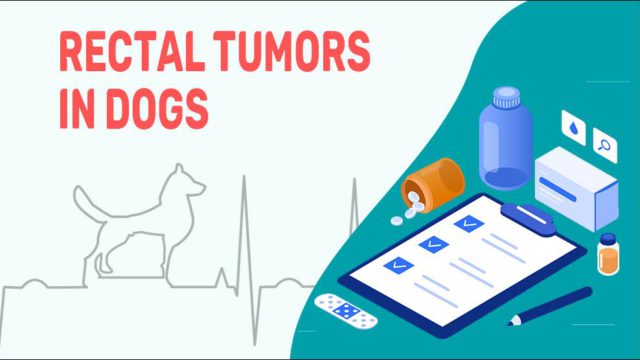 rectal-tumors-in-dogs-symptoms-treatment-prevention-petmoo