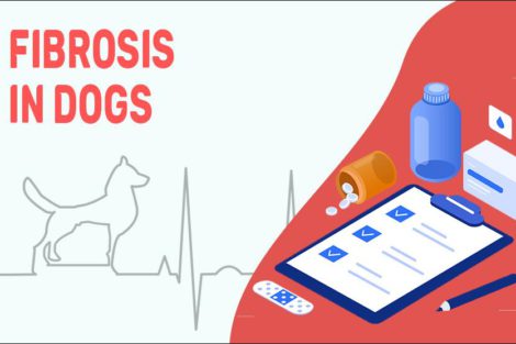 Fibrosis In Dogs