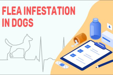 Flea Infestation In Dogs