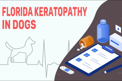 Florida Keratopathy In Dogs