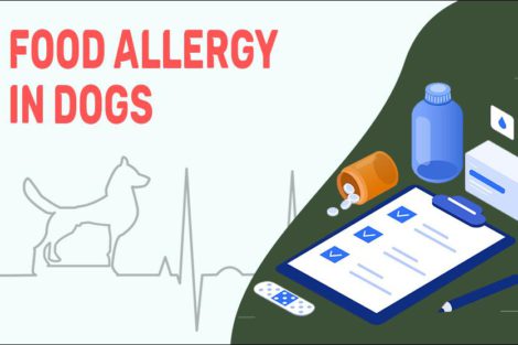 Food Allergy In Dogs