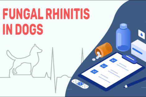 Fungal Rhinitis In Dogs