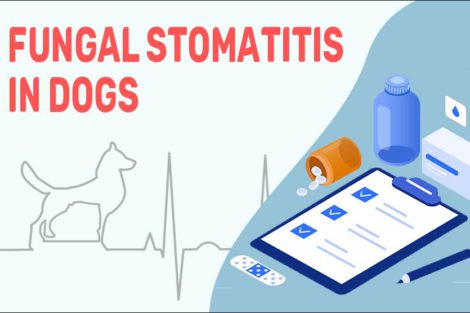 Fungal Stomatitis In Dogs