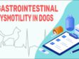 Gastrointestinal Dysmotility In Dogs