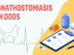 Gnathostomiasis In Dogs