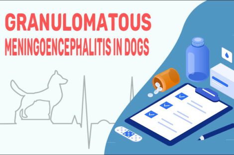 Granulomatous Meningoencephalitis In Dogs