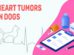 Heart Tumors In Dogs