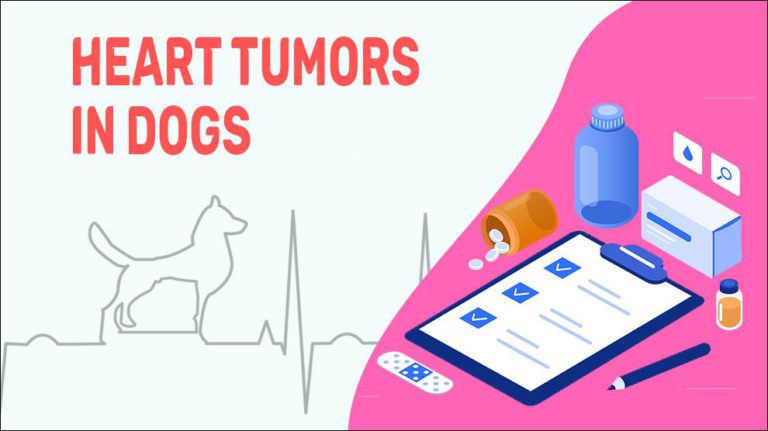 Heart Tumors In Dogs Symptoms Treatments Petmoo   Heart Tumors In Dogs 768x431 