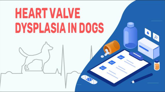 tricuspid-valve-dysplasia-in-dogs-symptoms-causes-diagnosis