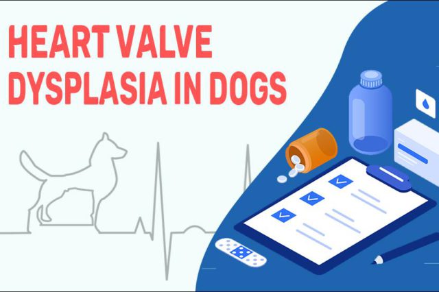 Heart Valve Dysplasia In Dogs