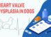 Heart Valve Dysplasia In Dogs