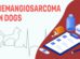 Hemangiosarcoma In Dogs