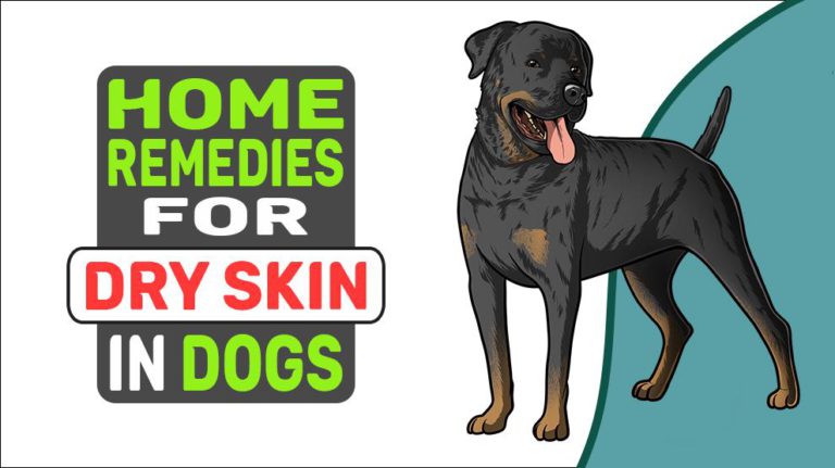 Home Remedies For Dry Skin In Dogs - Petmoo