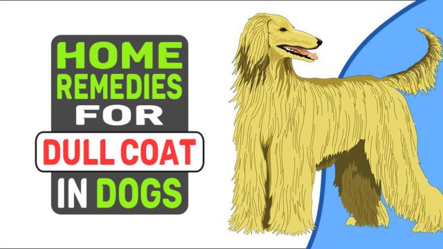 home-remedies-for-dull-coat-in-dogs-petmoo