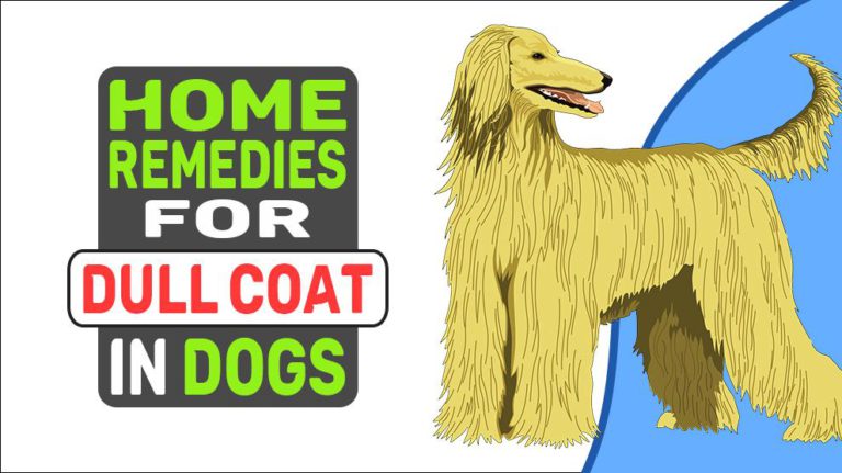 Home Remedies For Dull Coat In Dogs - Petmoo