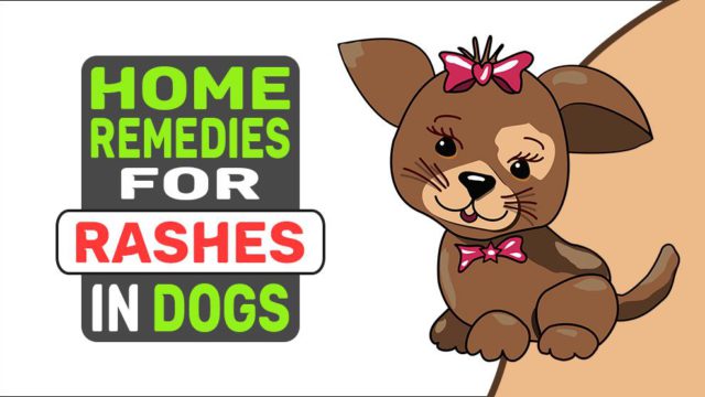 dog-rashes-3-natural-home-remedies-and-possible-diseases-petmoo