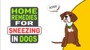 Home Remedies For Sneezing In Dogs