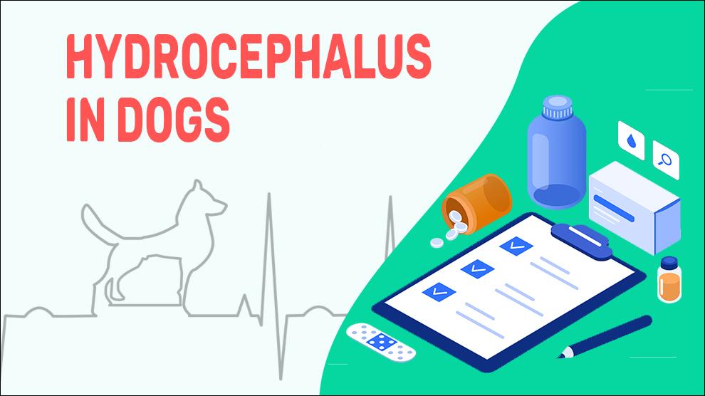 what causes hydrocephalus dogs