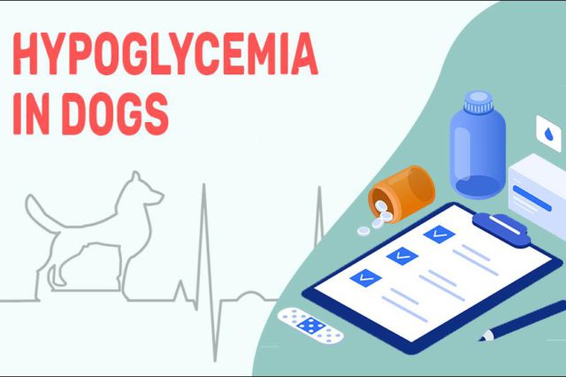 Hypoglycemia In Dogs