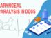 Laryngeal Paralysis In Dogs