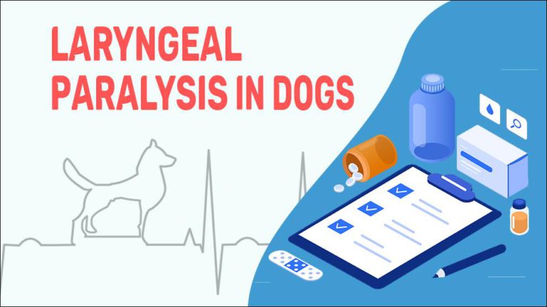 laryngeal-paralysis-in-dogs-petmoo