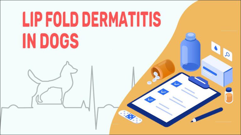 Lip Fold Dermatitis In Dogs - Petmoo