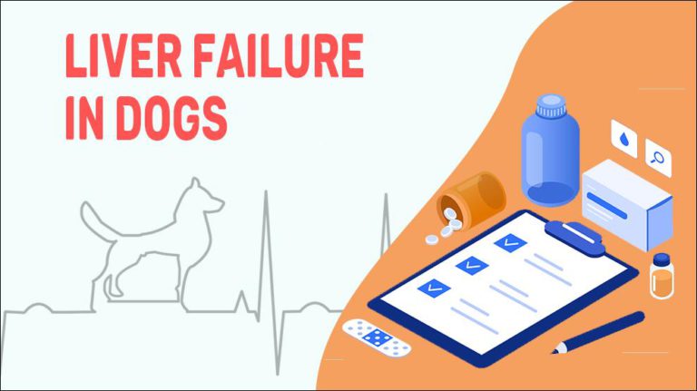 liver-failure-in-dogs-symptoms-causes-petmoo