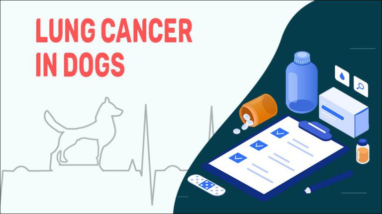 Lung Cancer In Dogs - Adenocarcinoma Symptoms & Treatments - Petmoo