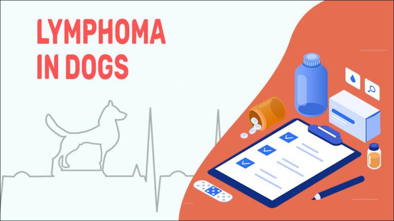 lymphoma-in-dogs-symptoms-diagnosis-treatment-petmoo