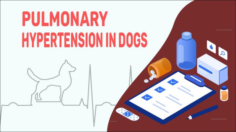 pulmonary-hypertension-in-dogs-petmoo