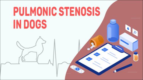 Pulmonic Stenosis In Dogs - Petmoo