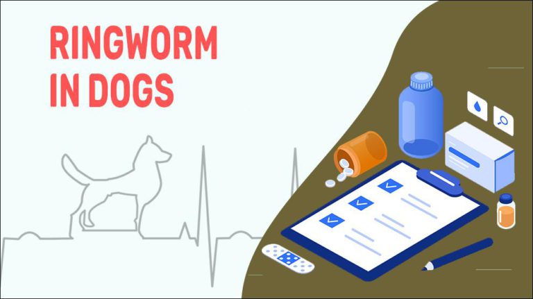 Ringworm In Dogs - Symptoms, Treatment, & Prevention - Petmoo