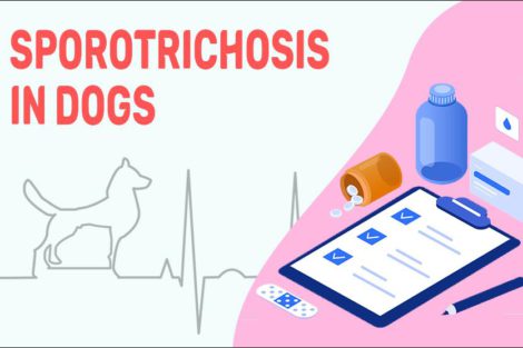 Sporotrichosis In Dogs