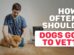 How Often Should Dogs Go To The Vet