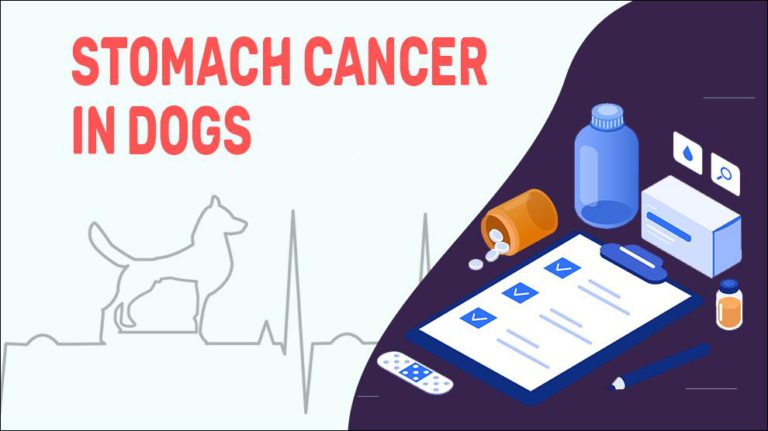 Stomach Cancer In Dogs 768x431 