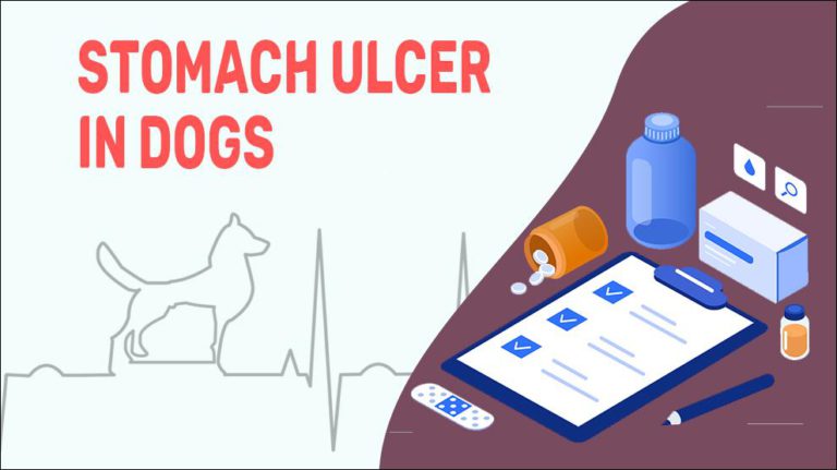 stomach-ulcer-in-dogs-causes-symptoms-treatment-petmoo