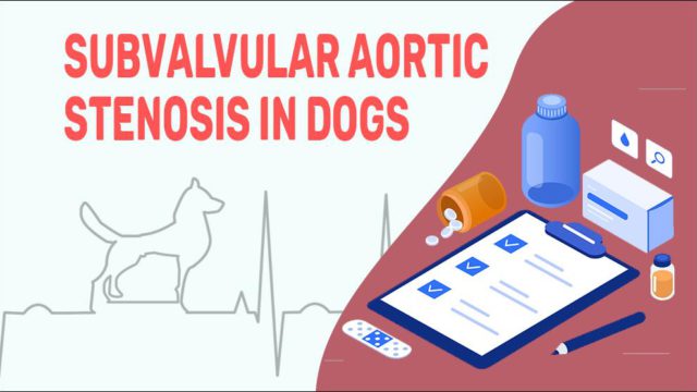 subvalvular-aortic-stenosis-in-dogs-petmoo