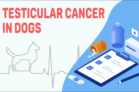 Testicular Cancer In Dogs