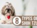 Types Of Shih Tzu