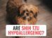 Are Shih Tzu Hypoallergenic?