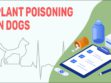 Plant Poisoning In Dogs