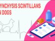 Synchysis Scintillans In Dogs