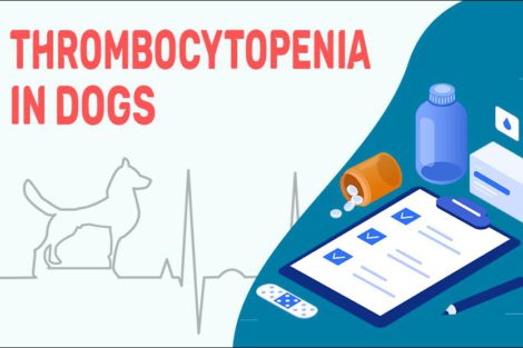 Thrombocytopenia In Dogs