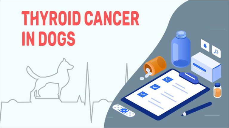 Thyroid Cancer In Dogs - Causes, Diagnosis & Treatment - Petmoo