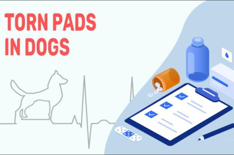 Torn Pads In Dogs